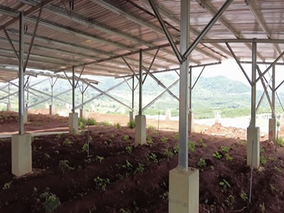 シー・スペースベトナム　太陽光パネルの下で薬草を栽培しています